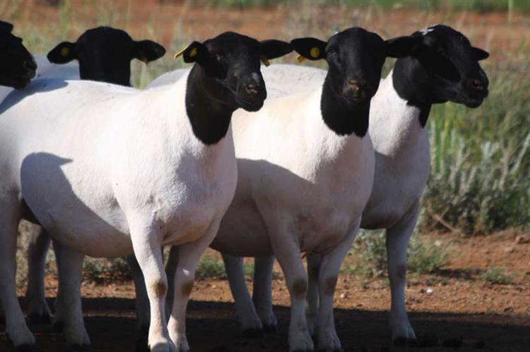 Дорпер чёрноголовый