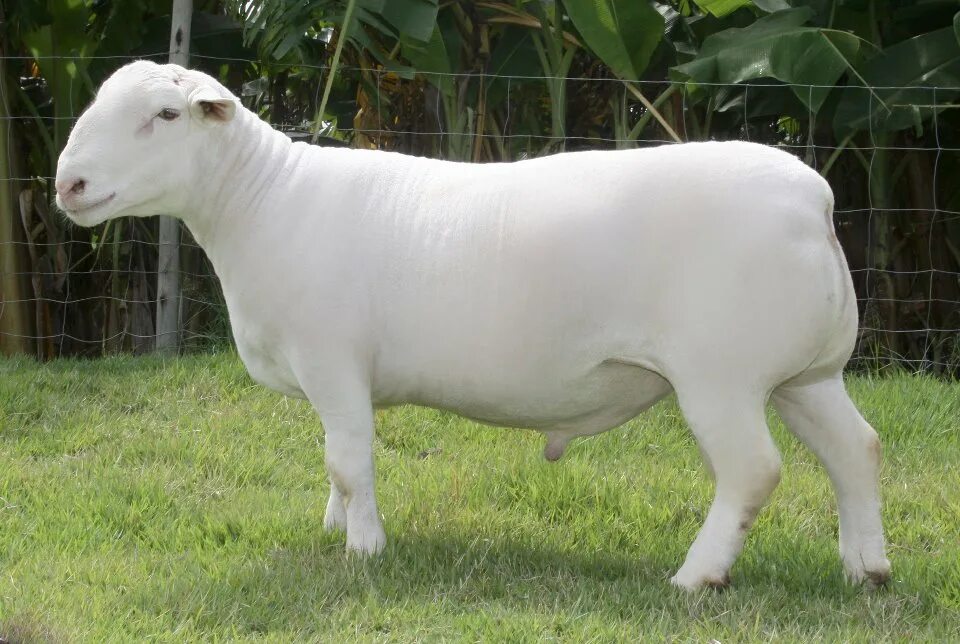 Дорпер белоголовый