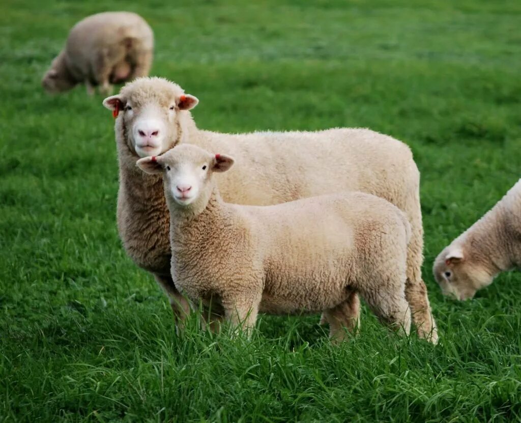 Дорсет полл