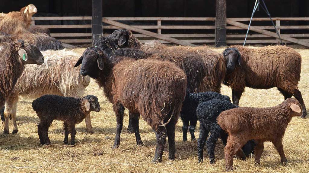 Эдильбаевская порода